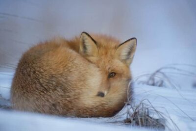 Descubre tu animal espiritual y su nombre en este fascinante test