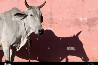El significado religioso y cultural del animal sagrado en la India