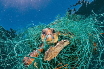 Impacto de la contaminación en la mortalidad de animales: ¿Cuántas víctimas anuales?