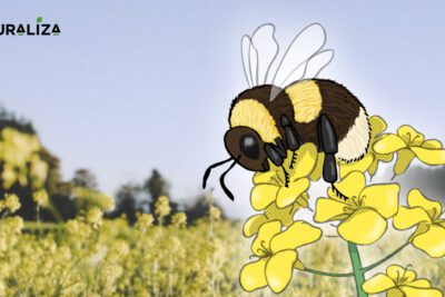 El impacto de los animales en el medio ambiente y cómo nos afecta