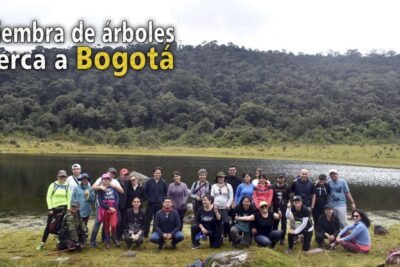 El árbol del agradecimiento: cultivo y beneficios