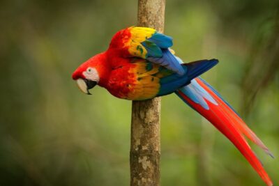 El amor pollito: su significado y manifestaciones en las aves