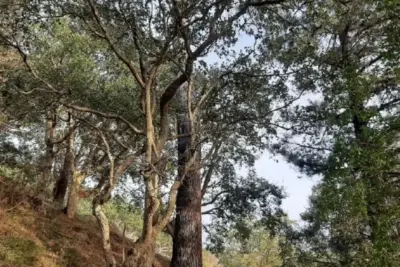 Prevención de contaminación y protección de bosques: medidas efectivas
