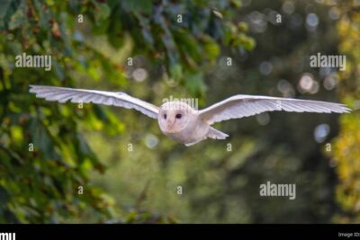El búho como símbolo de espiritualidad y equilibrio