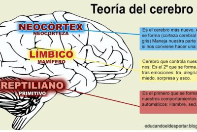 Exploración de la ubicación de la inteligencia emocional en el cerebro