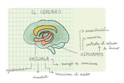 La activación cerebral en la meditación: ¿Qué se activa?
