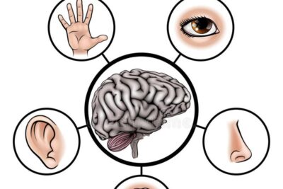 El cerebro: el órgano encargado de controlar los 5 sentidos