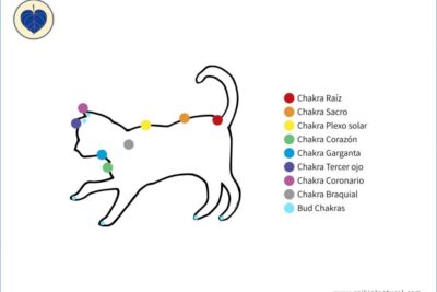 El animal del chakra raíz: significado y características principales