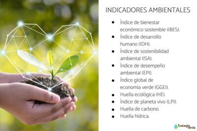 Importancia de las clasificaciones en la ecología ambiental