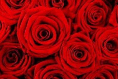 El significado del color rosa y la gratitud: una mirada profunda