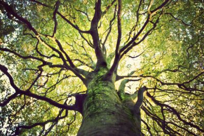 La relación entre el espíritu y la naturaleza: un vínculo innegable