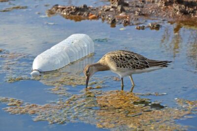 Causas y efectos de la contaminación ambiental en el planeta