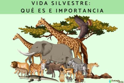 Efectos de la contaminación en la vida silvestre y el medio ambiente