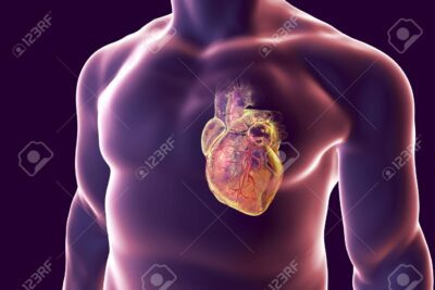 El corazón: el asiento del alma en el cuerpo humano