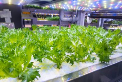 Importancia del alma vegetativa en los seres vivos y su desarrollo