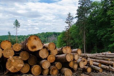 Impacto de la deforestación: análisis y consecuencias