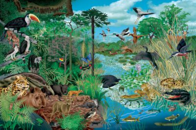 Tipos de seres vivos en la naturaleza: una mirada completa
