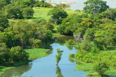 La importancia de la biodiversidad en los ecosistemas