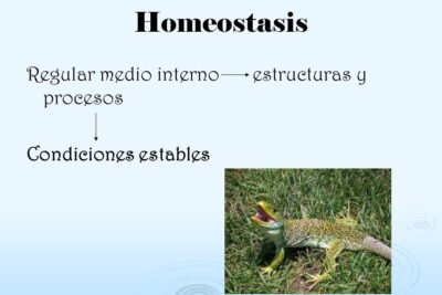 Factores ecológicos: ¿cuántos influyen en los ecosistemas?