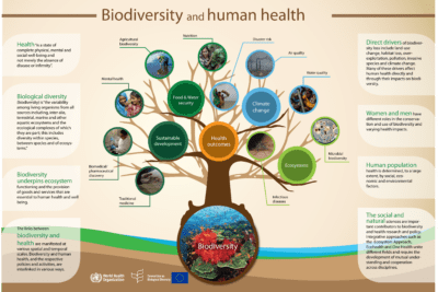 La importancia ecológica de los ecosistemas y su impacto en el planeta