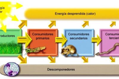 El Chi en el Feng Shui: energía vital para el equilibrio en el hogar