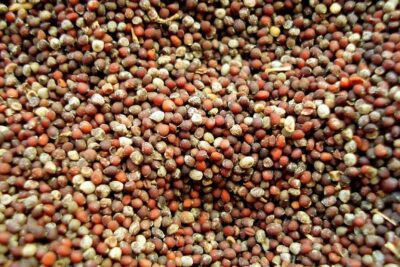 El poder de lo pequeño: mensaje de la parábola del grano de mostaza