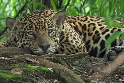 La importancia cultural y simbólica del jaguar en México