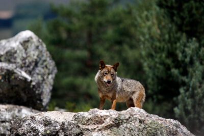 El significado espiritual del lobo en diferentes culturas: un análisis profundo