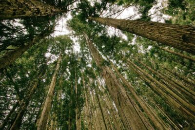 Leyes ambientales para proteger el medio ambiente: una guía completa
