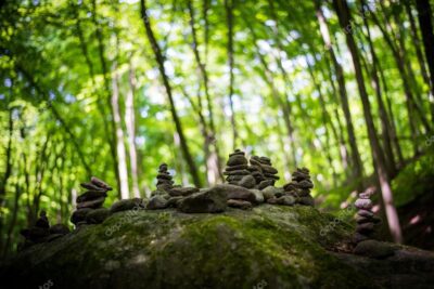 La importancia de la ecología en el cuidado del ambiente y la vida