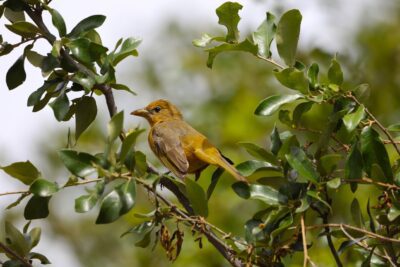 Preservando nuestra relación con la naturaleza: el hogar terrenal