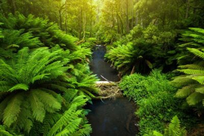 Guía para el equilibrio ecológico y sostenibilidad ambiental