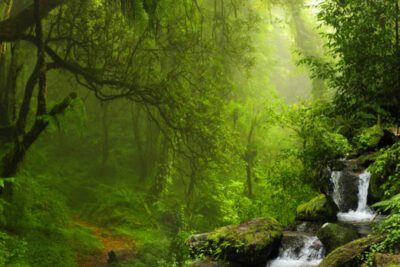 Acciones para proteger el medio ambiente: ¡Cuidemos nuestro planeta!