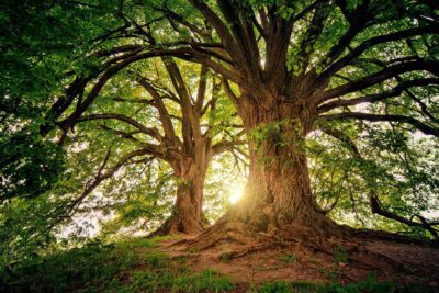 Razones fundamentales para respetar y conservar la naturaleza