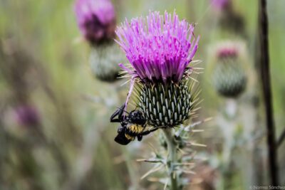 Importancia de las leyes ecológicas para el medio ambiente