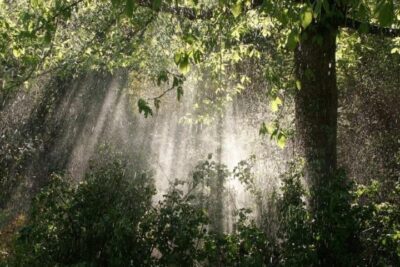 El papel vital de los elementos naturales en nuestra vida diaria