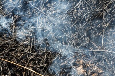 Derechos ambientales: Todo lo que debes saber