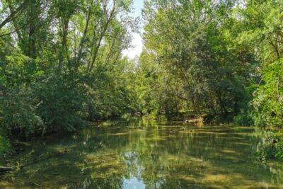 Beneficios de conectarse con la naturaleza: una guía completa