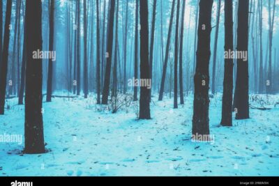 Cambios estacionales en la naturaleza durante el invierno