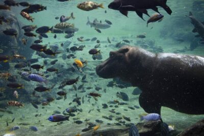 Guía práctica para proteger animales y medio ambiente