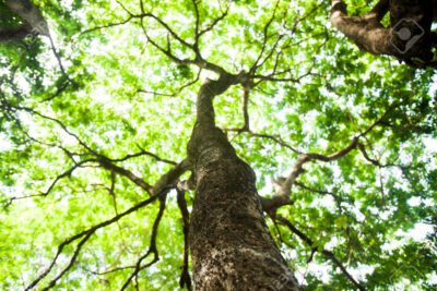 Beneficios de la naturaleza para nuestra salud y bienestar