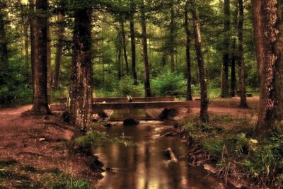 Conexión con la naturaleza: bienestar físico y emocional garantizado