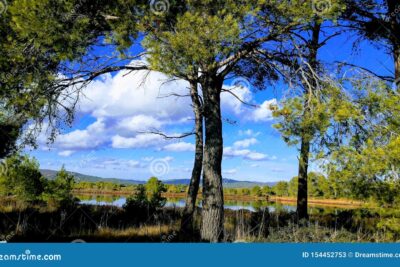 La búsqueda de armonía y equilibrio en la naturaleza según el taoísmo