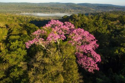 La relación humana y la naturaleza: esencial para sobrevivir