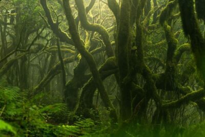 La Wicca: una religión basada en la naturaleza y la magia