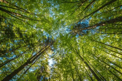 El organismo encargado de proteger el medio ambiente y la naturaleza