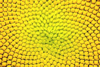 Explorando nombres de patrones naturales: una mirada a la naturaleza