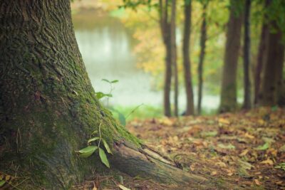 La influencia de la naturaleza en nuestra rutina diaria