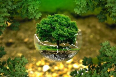 Desarrollo de la conciencia ecológica: una guía completa