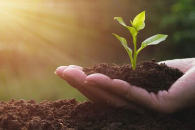 El significado y la importancia del ámbito ecológico en la actualidad